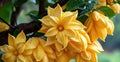 Dazzling star fruit tree adorned with radiant, yellowish-green gems, Ai Generated