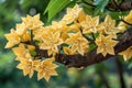 Dazzling star fruit tree adorned with radiant, yellowish-green gems, Ai Generated