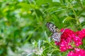 Dazzling White Butterfly Royalty Free Stock Photo