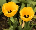 brightly colorful yellow tulips in the garden Royalty Free Stock Photo