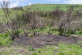 Aftermath of a Wildfire or Controlled Burn Along the California Coast with Focus on Shrub Royalty Free Stock Photo