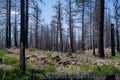 Forest in Recovery with Green Grass and Volcanic Rock after Severe Northern California Wildfire Royalty Free Stock Photo