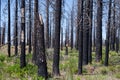 High Severity Northern California Burn Area in Recovery During Summer Royalty Free Stock Photo