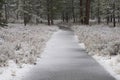 Paved Path through Northern California Forest with Winter Conditions Royalty Free Stock Photo