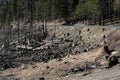 Forest Fire Burn Scar and Logged Area Adjacent to Road Royalty Free Stock Photo