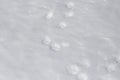 Looking Down at Dog Tracks in Snow Royalty Free Stock Photo