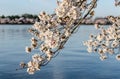 DC cherry blossoms Royalty Free Stock Photo