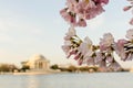 DC cherry blossoms and Jefferson Memorial Royalty Free Stock Photo