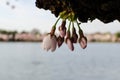 DC cherry blossoms Royalty Free Stock Photo