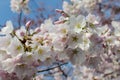 DC cherry blossoms Royalty Free Stock Photo