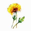 Watercolor Dandelion Flowers Illustration For Your Artistic ,AI Generated