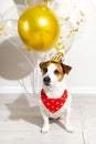 Ddog in party hat and red bandana looking at camera on light background.