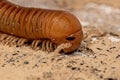 Ddult Millipede Arthropod