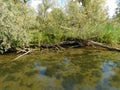 freshwater ecosystem river of a biesbosh natural park boating on the channel