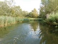 freshwater ecosystem river of a biesbosh natural park boating on the channel