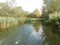 freshwater ecosystem river of a biesbosh natural park boating on the channel