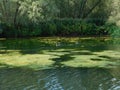 De Biesbosch National Park is one of the largest national parks of the Netherlands and one of the last extensive areas Royalty Free Stock Photo