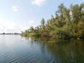 De Biesbosch National Park is one of the largest national parks of the Netherlands and one of the last extensive areas Royalty Free Stock Photo