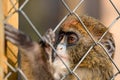 De Brazza monkey Cercopithecus zanectus from Africa in captivity, isolated moth in a zoo.