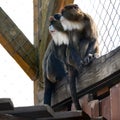 De Brazza monkey Cercopithecus zanectus from Africa in captivity, isolated moth in a zoo.