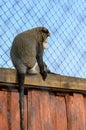 De Brazza monkey Cercopithecus zanectus from Africa in captivity, isolated moth in a zoo.