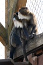 De Brazza monkey Cercopithecus zanectus from Africa in captivity, isolated moth in a zoo.