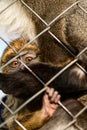 De Brazza monkey Cercopithecus zanectus from Africa in captivity, isolated moth in a zoo.