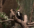 A De Brazza Monkey