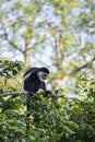 De Brazza monkey eating in treetops Cercopithectus neglectus Royalty Free Stock Photo