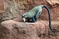 De Brazza monkey on rock