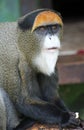 De Brazza's Monkey Royalty Free Stock Photo