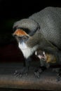 DE BRAZZA`S MONKEY cercopithecus neglectus, MALE WITH YOUNG Royalty Free Stock Photo