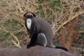 De Brazza\'s monkey Royalty Free Stock Photo