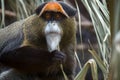 The De Brazza`s monkey, Cercopithecus neglectus Royalty Free Stock Photo