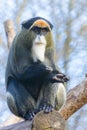 De Brazza`s monkey