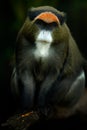 De Brazza`s monkey, Cercopithecus neglectus, sitting on tree branch in dark tropic forest. Animal in nature habitat, in forest. D Royalty Free Stock Photo