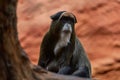 De Brazza\'s monkey, sitting on tree branch in dark tropical forest. Detail portrait of cute mammal, Cong