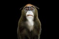 De Brazza`s Monkey Royalty Free Stock Photo