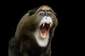 De Brazza`s Monkey