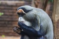 De Brazza's Monkey Eating Royalty Free Stock Photo