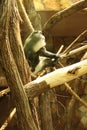 De Brazza\'s Monkey is a medium-sized monkey sitting on a large tree. Side view Royalty Free Stock Photo