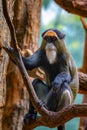 De Brazza's Monkey sitting on a tree Royalty Free Stock Photo