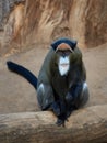 De Brazzas monkey Cercopithecus neglectus Royalty Free Stock Photo