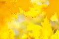 De-focused, blurred image of yellow maple leaves, autumn blur background, texture Royalty Free Stock Photo