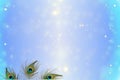 De focused circle light Abstract peacock feather texture background