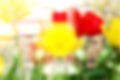 De focused Colorful spring tulip flower background