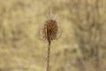 De-focused focus on one dry thistle flower.Natural background with CÃ¡rduus flower Royalty Free Stock Photo