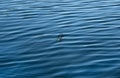 De focused water surface background with  float for catching fish.Concept of tranquility Royalty Free Stock Photo