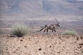 A De-HornAn Oryx Walking A Ridge in Namibia That Is Covered Wited Rhinoceros In Profile Running Down A Hill In Damaraland, Namibia Royalty Free Stock Photo