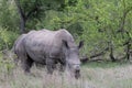 A de-horned white rhinoceros - Ceratotherium simum - grazing in the bushveld. Location: Kruger National Park, South Africa Royalty Free Stock Photo